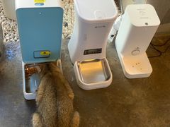 -喵屿·大理花园猫咖