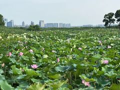-苏州金鸡湖大酒店