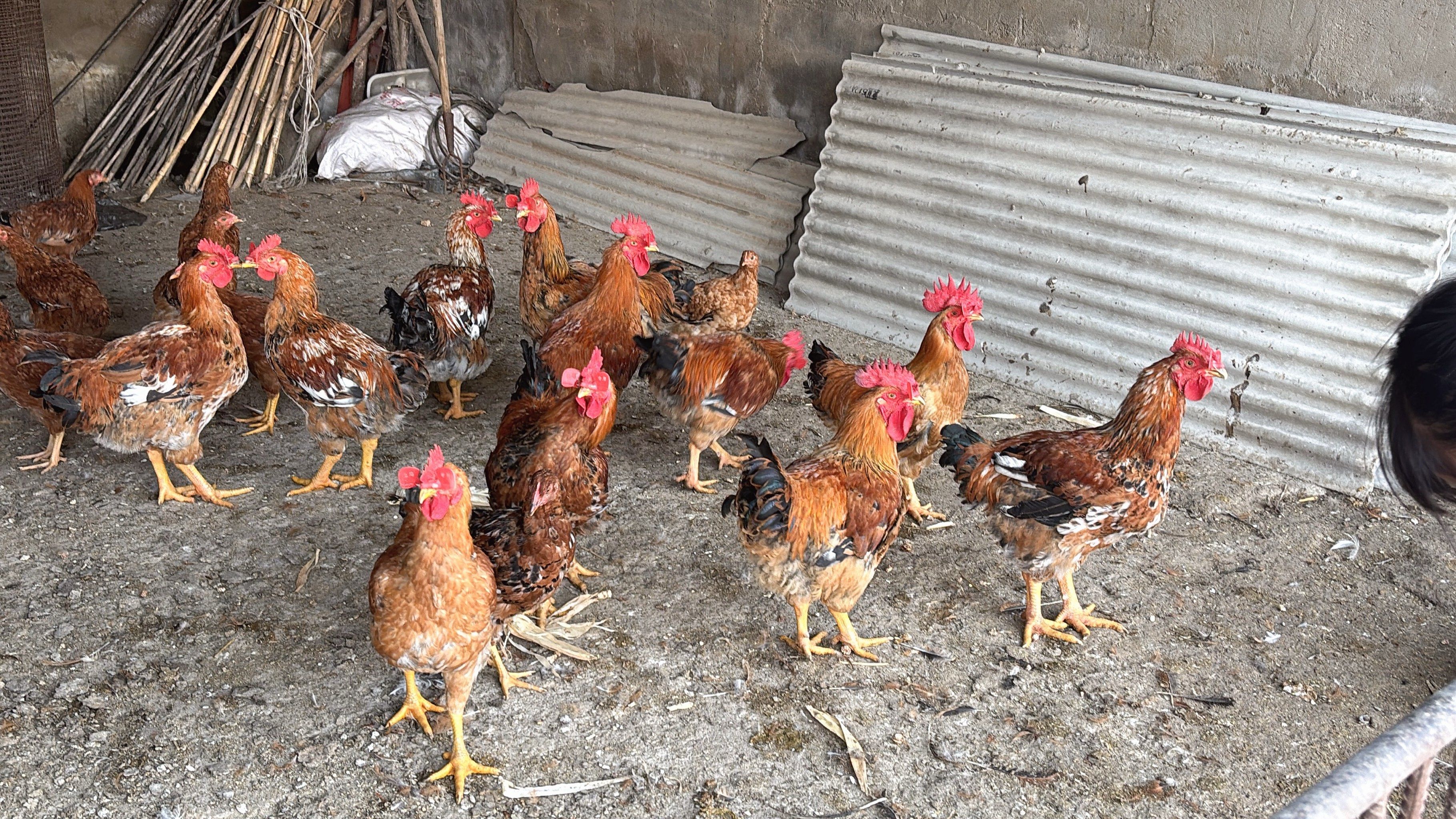 乡野鸡群嬉戏场