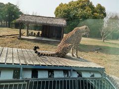 -上海野生动物园
