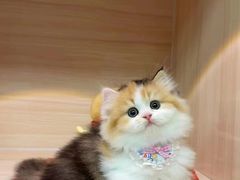 -欣宠猫屋·矮脚拿破仑·蓝金金渐层