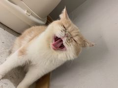 -飞行喵MR PILOT|猫舍·猫咖(静安大融城店)