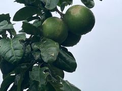 -九点小吃·安吉特色