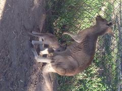 CURRUMBIN&nbsp;&nbsp;WILDLIFE&nbsp;SANCTUARY-可伦宾野生动物保护区