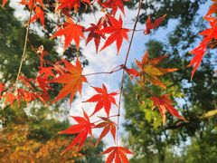 -上海共青森林公园