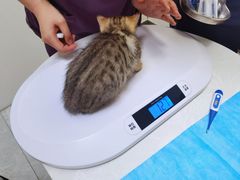 -中农国际动物医院24小时·猫科·骨科·急重症中心