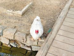 -春风习习