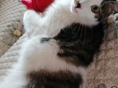 -纳吉亚猫专科动物医院博雅分院