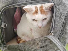 -北京观赏动物医院·24小时大型综合·猫专科·异宠专科