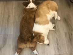 -浣熊柯尔鸭土拨鼠·电玩咖