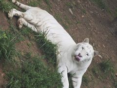 -西霞口神雕山野生动物世界