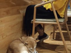 -柴务处·柴犬主题狗咖