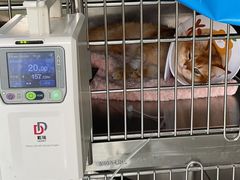 -艾贝尔宠物医院·24H转诊中心·肿瘤猫专科(江宁双龙店)