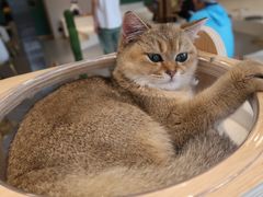-飞行喵MR PILOT|猫舍·猫咖(静安大融城店)