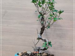 -李先生牛肉面大王(成都东站西广场店)
