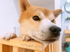 -柴迷FANS CLUB·柴犬狗咖·猫咖