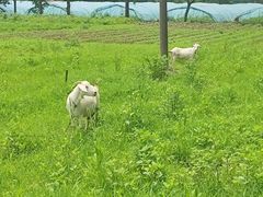 -小六农家乐(崇明西沙湿地店)