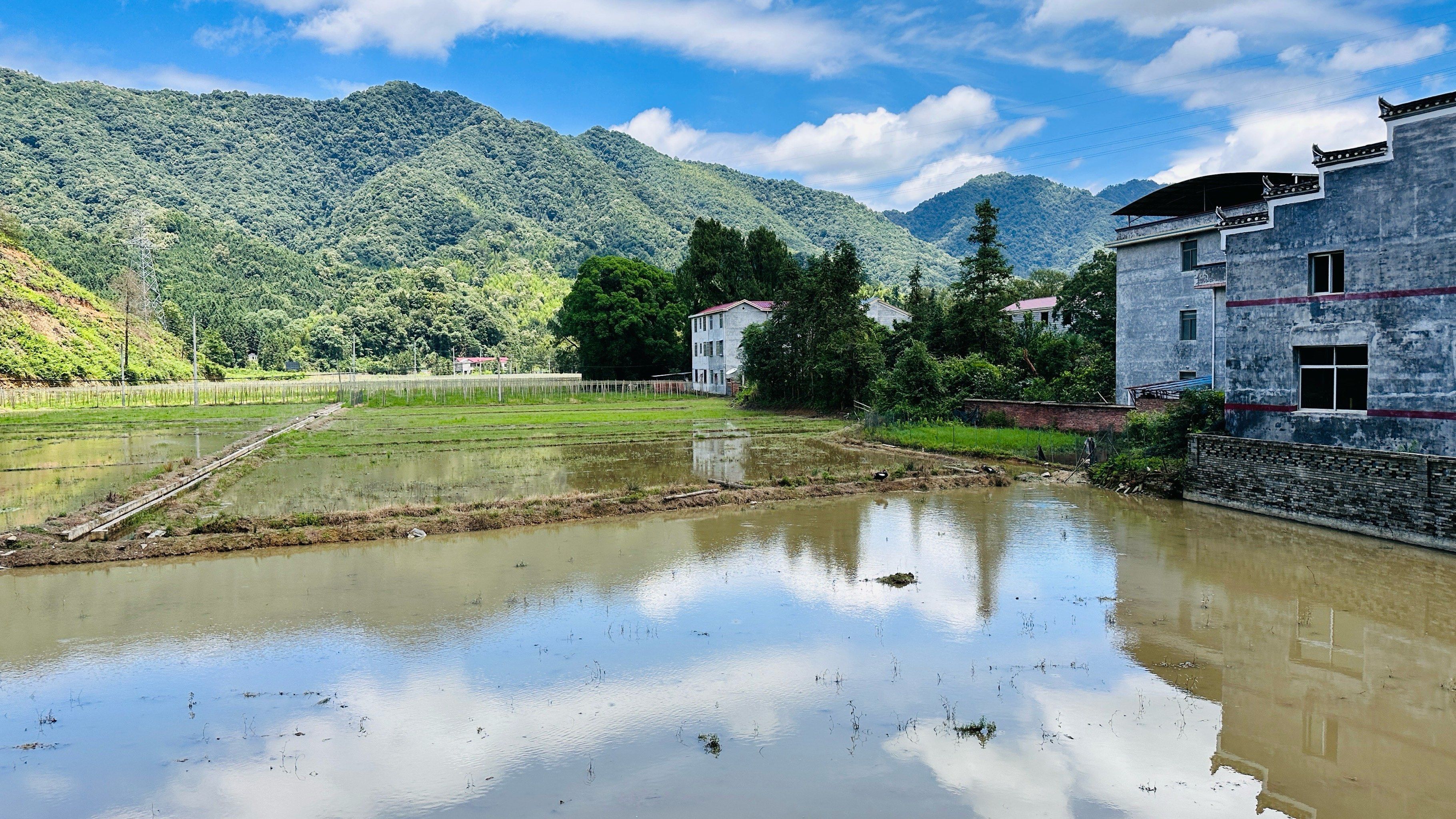 在井冈山碧溪镇石坪村有棵活着的千年佛手楠