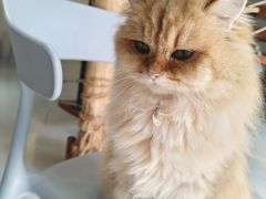 -豆逗聊愈猫阁Easy Life