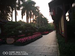 -金花茶公园