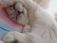 -猫大福·Fortune Cat猫舍(百子湾店)