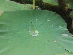 -白洋淀景区
