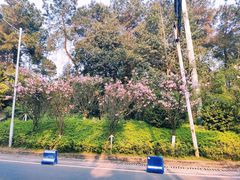 -铁山坪森林公园