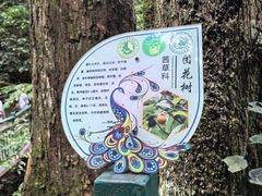 -西双版纳原始森林公园