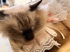 -怪兽屋·羊驼·猫咖·狗咖(俊华广场店)