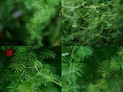 -国家植物园南园