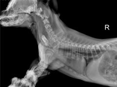 -喜多萌中农锦绣动物医院24H·猫科·牙科MRI·CT