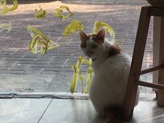 -平行世界·猫咖(首经贸店)
