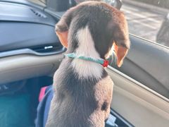 -心仪动物医院·牙专科·肿瘤·心脏科(西客站院)