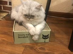 -猫友咖啡店(玉林西路店)
