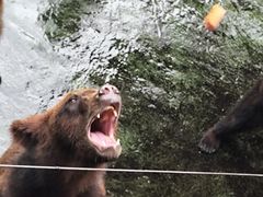 -深圳野生动物园