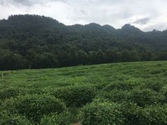 -中国茶叶博物馆(双峰馆区)