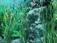 -上海海洋水族馆