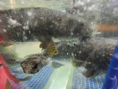 -欢乐海岸美食联盟
