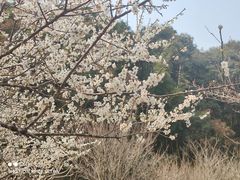 -广州市白云山风景名胜区