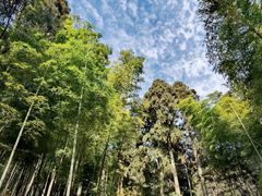 -东天目山风景区