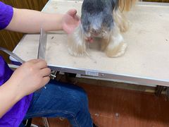 -鑫艺宠物美容培训学校