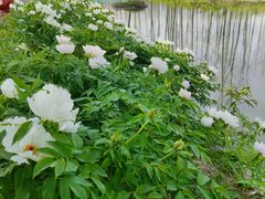 -合肥滨湖国家森林公园