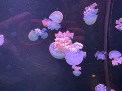 -Zoolung Zoolung动物主题公园(海信广场店)