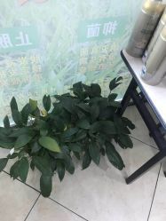 点击看大图 -环球蝶上美业连锁