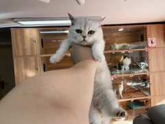 -喵百万·布偶·蓝金金渐层英短·猫舍(百子湾店)
