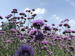 -杭州城北体育公园