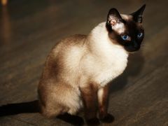 -猫咪咖啡·猫咖(万达广场店)