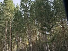 -御道口草原森林风景区