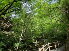 -牛背梁国家森林公园