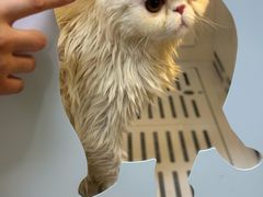 -芭比堂宠物医院·全科爱猫医院·仁德分院